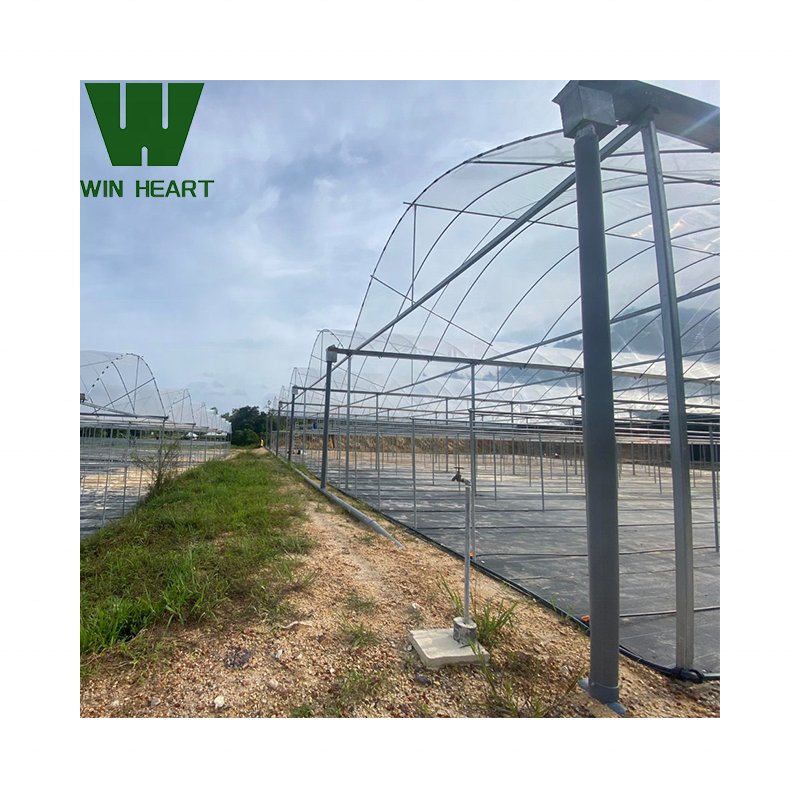 Rain Shelter Metal Frame Shedhouse shadehouse Greenhouse Multi-span large Animal Green house