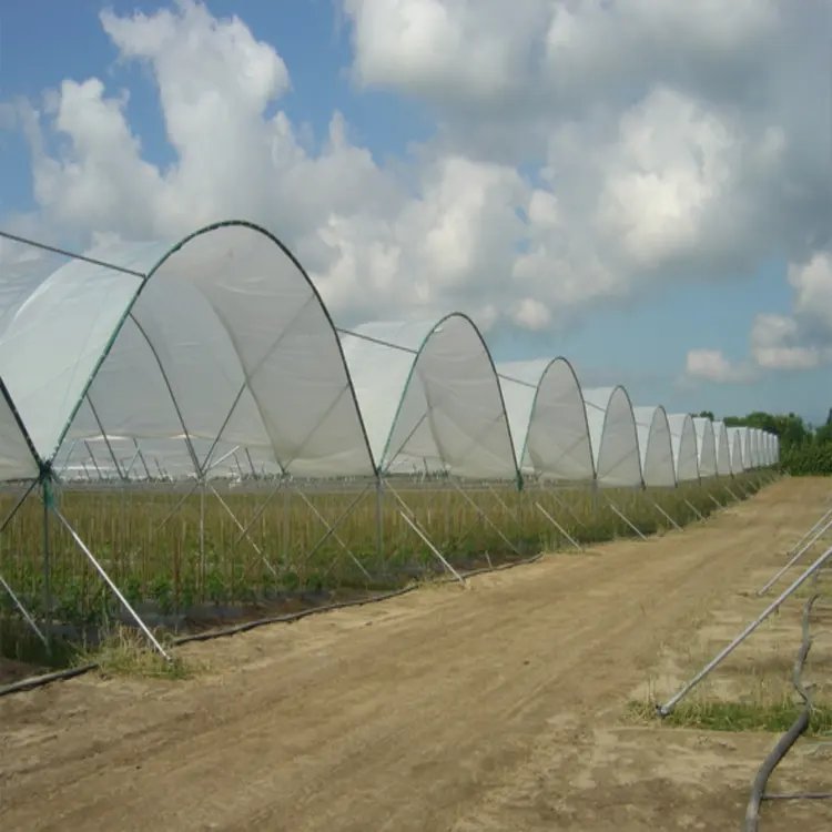 Sainpoly Greenhouses Suppliers 9X100 Plastic Film Rain Shelter Greenhouse Polytunnel Berry Low Cost Greenhouse