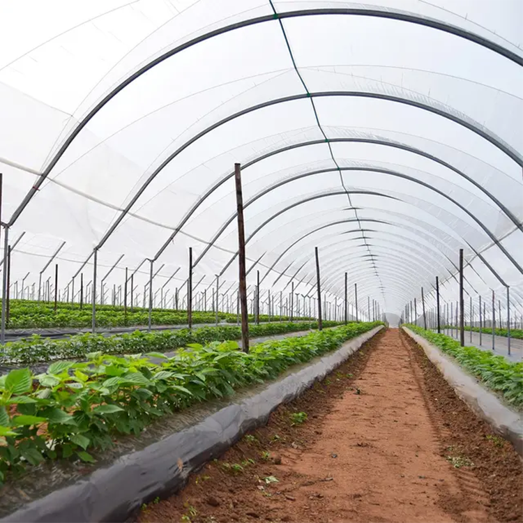 Sainpoly Greenhouses Suppliers 9X100 Plastic Film Rain Shelter Greenhouse Polytunnel Berry Low Cost Greenhouse