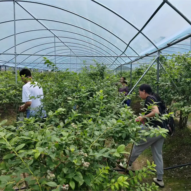 Sainpoly Greenhouses Suppliers 9X100 Plastic Film Rain Shelter Greenhouse Polytunnel Berry Low Cost Greenhouse