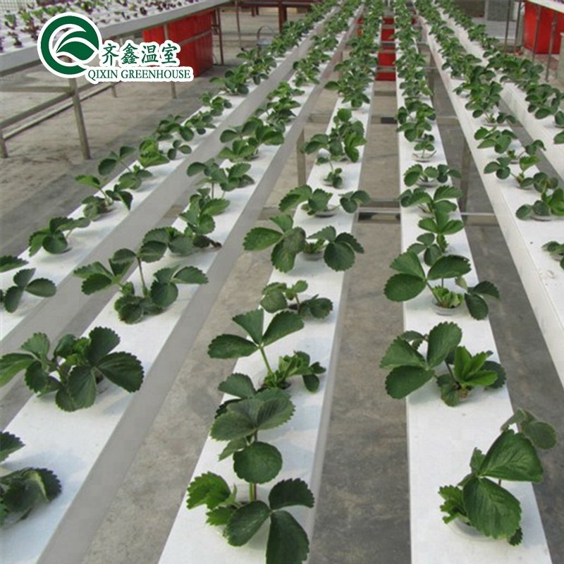 A-type hydroponics system in multi-span greenhouse