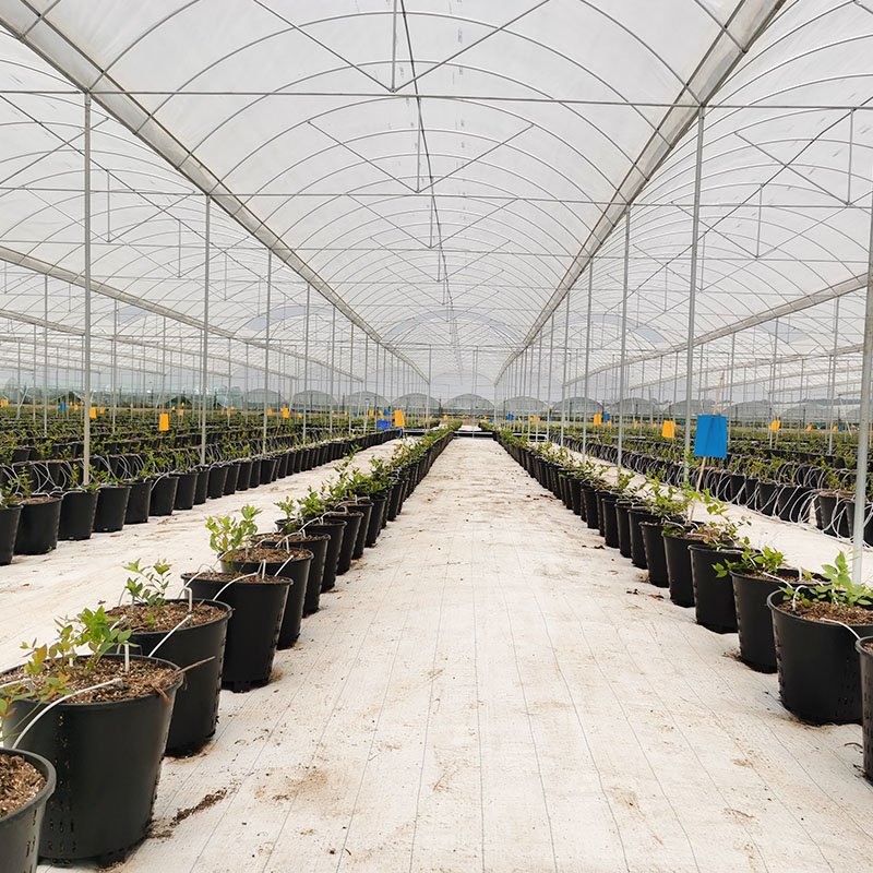 High Quality Cheap Polypropylene Weed Control Fabric Mat Promotional Price for Agricultural Greenhouses