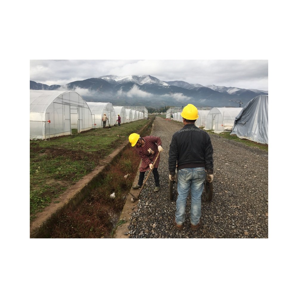 Hot Selling Custom Poly Tunnel Single-Span Greenhouse Sawtooth Design for Tomato Planting for Agricultural Use Green house