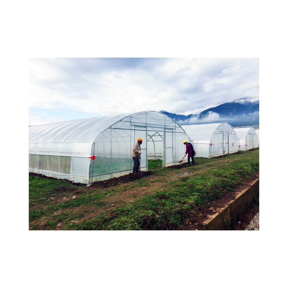Hot Selling Custom Poly Tunnel Single-Span Greenhouse Sawtooth Design for Tomato Planting for Agricultural Use Green house