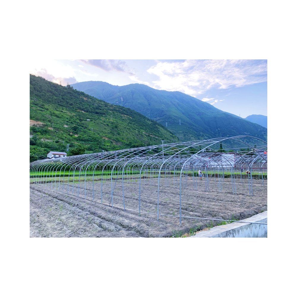 Hot Selling Custom Poly Tunnel Single-Span Greenhouse Sawtooth Design for Tomato Planting for Agricultural Use Green house