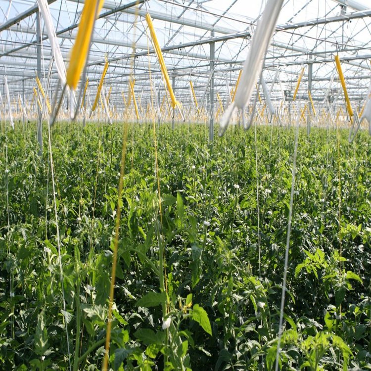 Agriculture Greenhouse Hanging Tomato Hook Tomato Hook with Twine