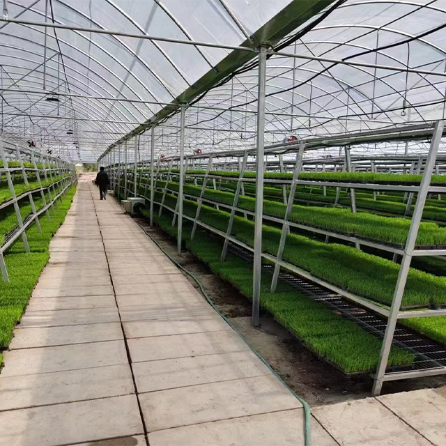 Agricultural Indoor Seeding Soilless Cultivation NFT Hydroponic Channel Grow System In PVC Pipe For Grow