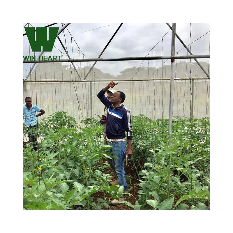 .popular factory supply agricultural Greenhouse