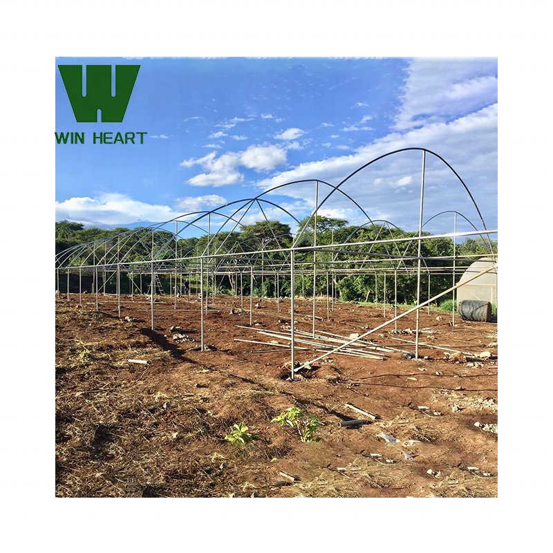 .popular factory supply agricultural Greenhouse