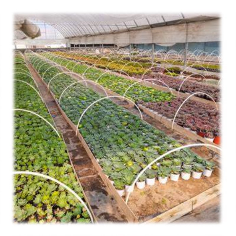 agricultural/commercial green house greenhouse for Agricultural Greenhouses