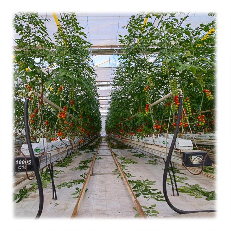 agricultural/commercial green house greenhouse for Agricultural Greenhouses