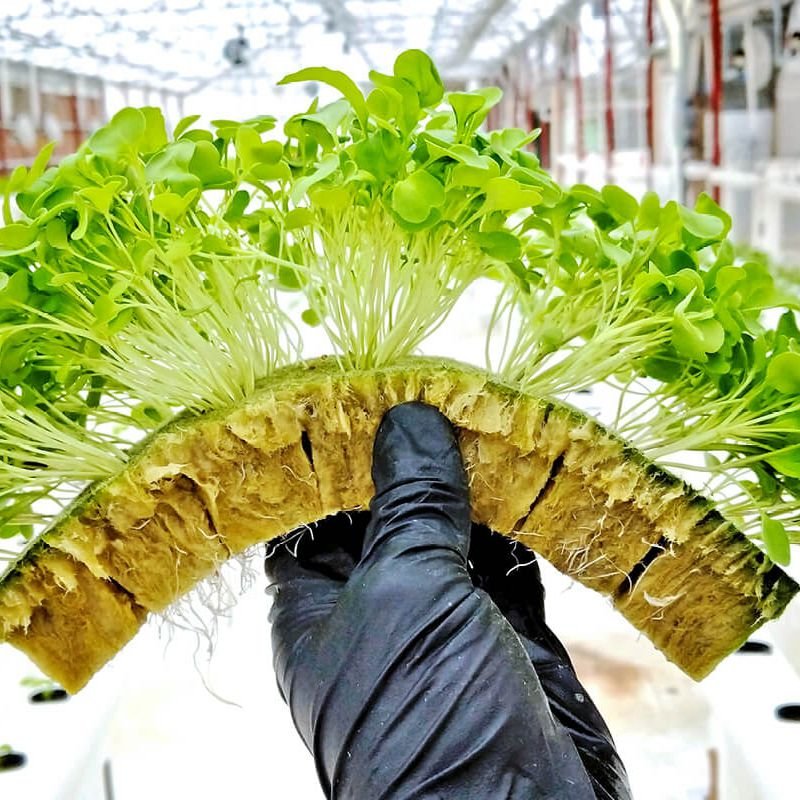 UPuper agricultural greenhouses hydroponic tower seedling sponge vegetable seeds propagation grow plug rock wool cloning trays