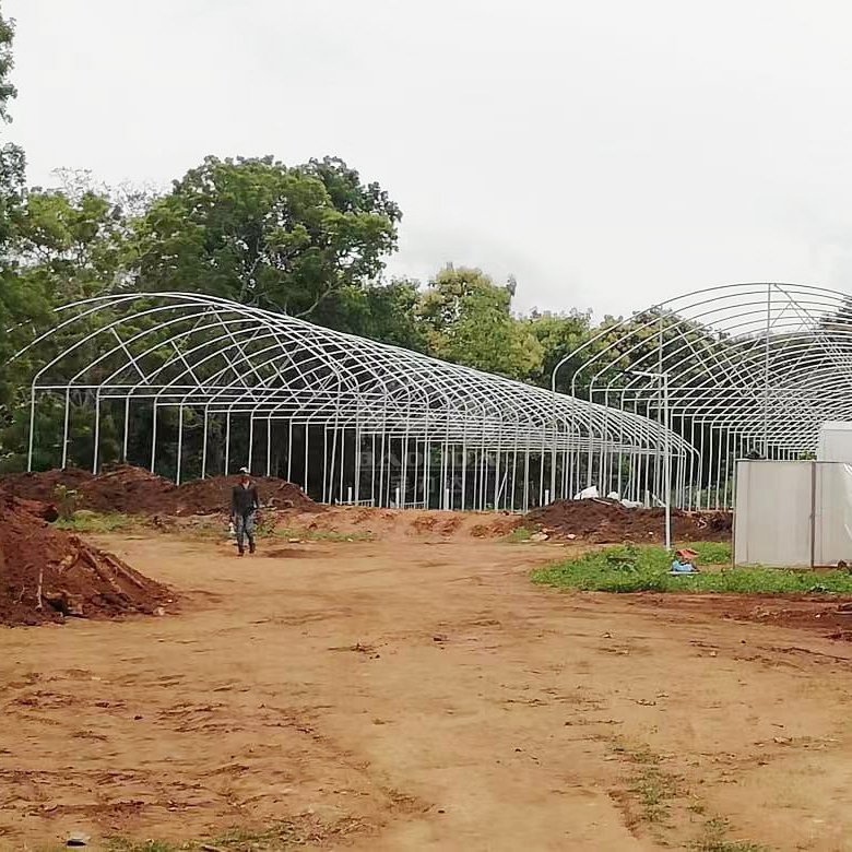 galvanized structure plastic tunnel house china single span low tunnel greenhouse for sale