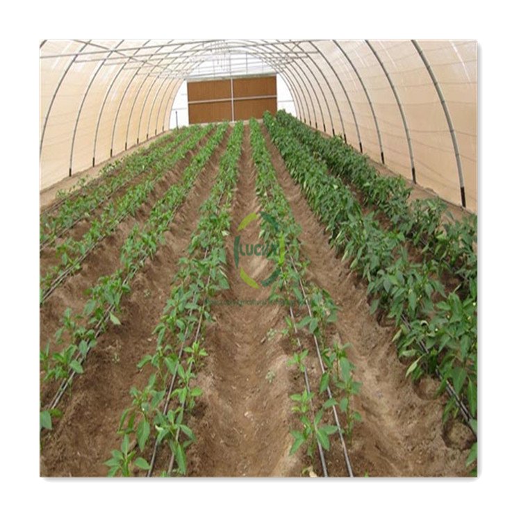 Heavy Duty Wet Wall Farming Tomato Hydroponic Tunnel Greenhouse in Poland for Outdoors