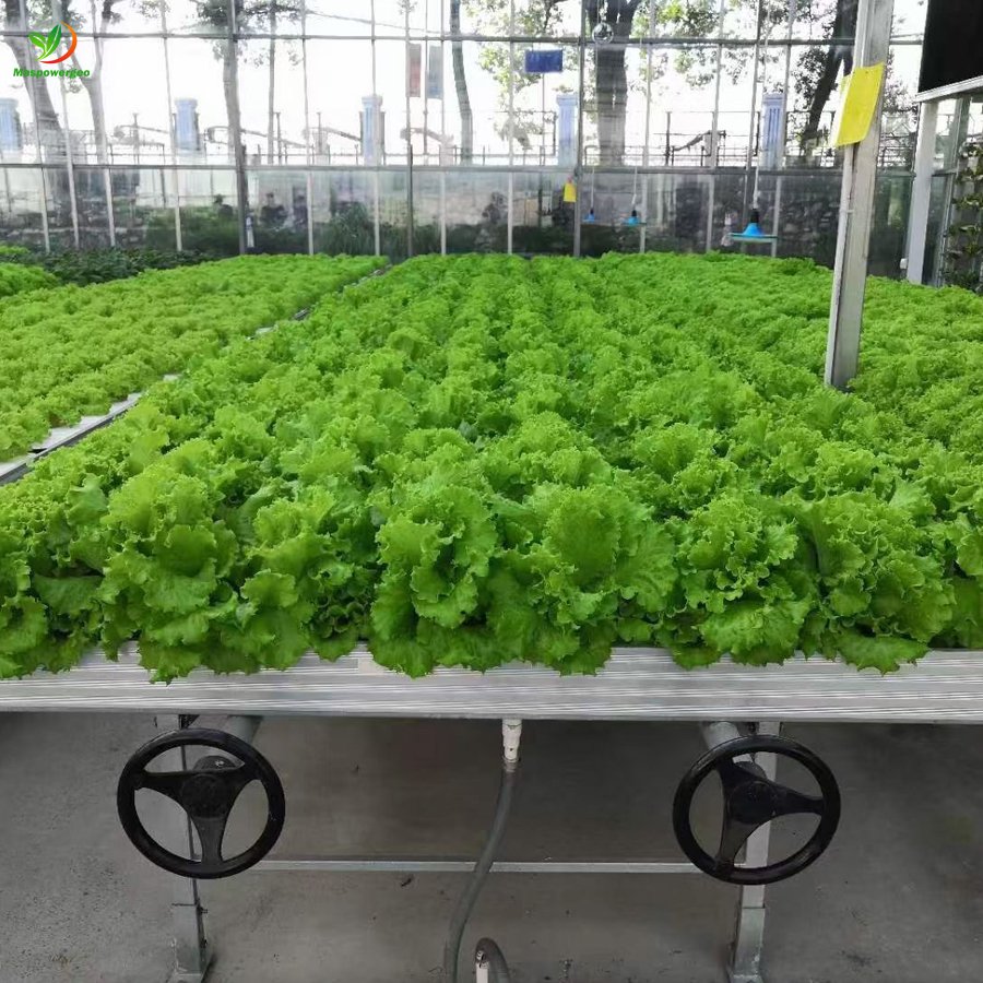 5x10 5x5 plastic ebb flow trays 150x150 for tomato ,lettuce ,vegetable Agriculture greenhouse Hydroponics