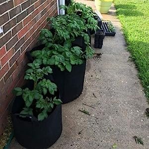 Biodegradable Grow Bags Cloth Eco Friendly Fabric Grow Bags Approved 10 Gallon Grow Bags For Agriculture Garden Greenhouse