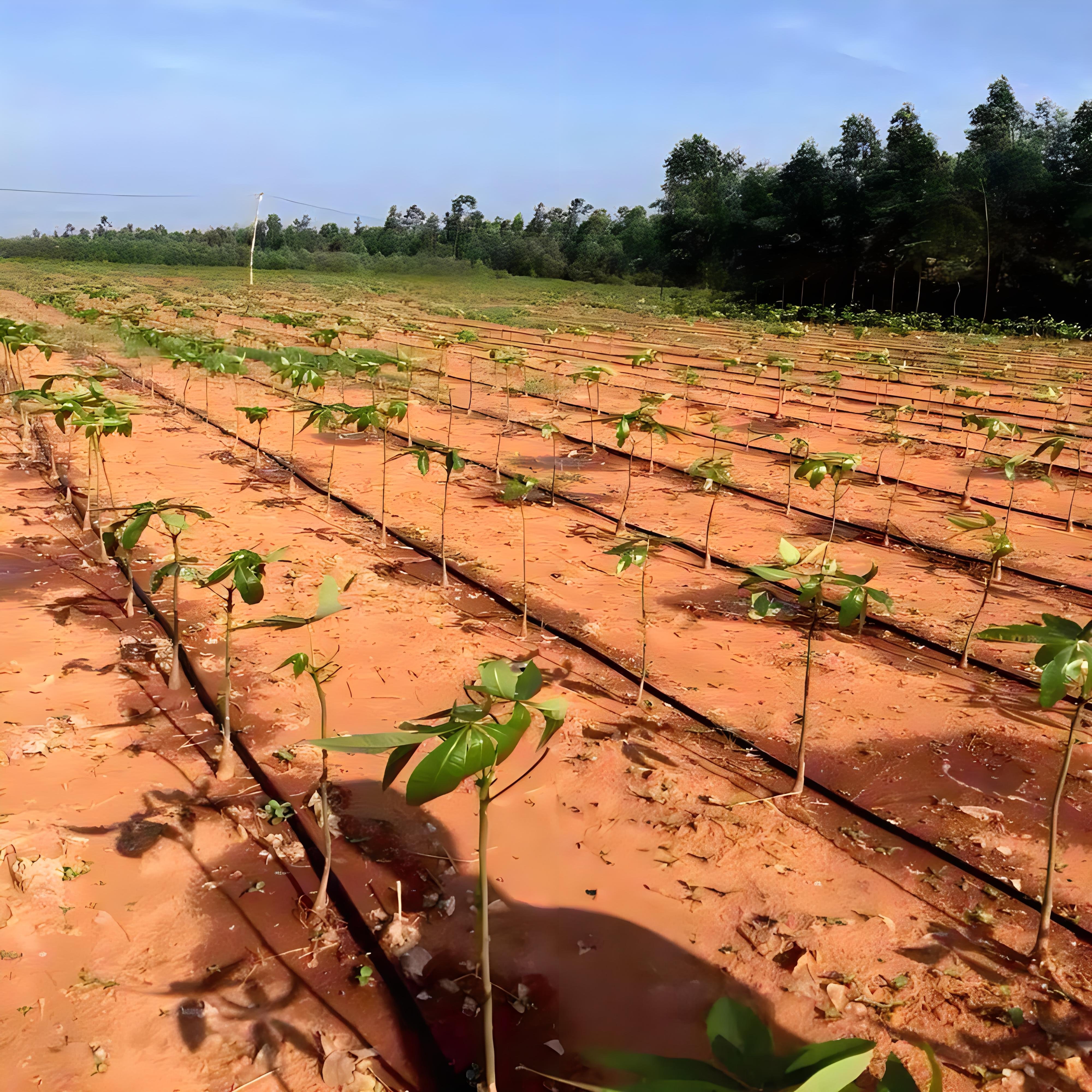 Agricultural vegetable water-saving drip pipe Horticultural greenhouse Drip Pipe