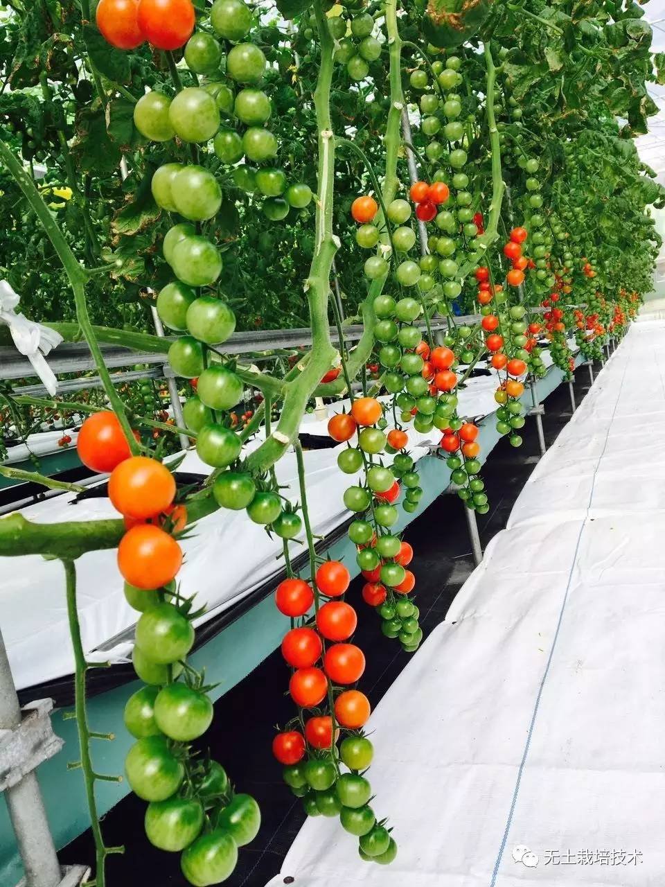 Nursery Greenhouse With Vertical Aeroponics System Piping Type hydroponic grow system NFT Farm hydroponic system