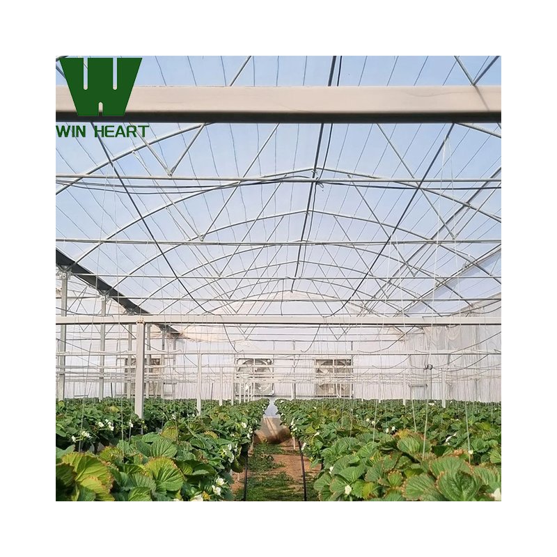 High Light Transmission Film greenhouses Large Size High Tunnel Agricultural Multi-Span Film Greenhouse