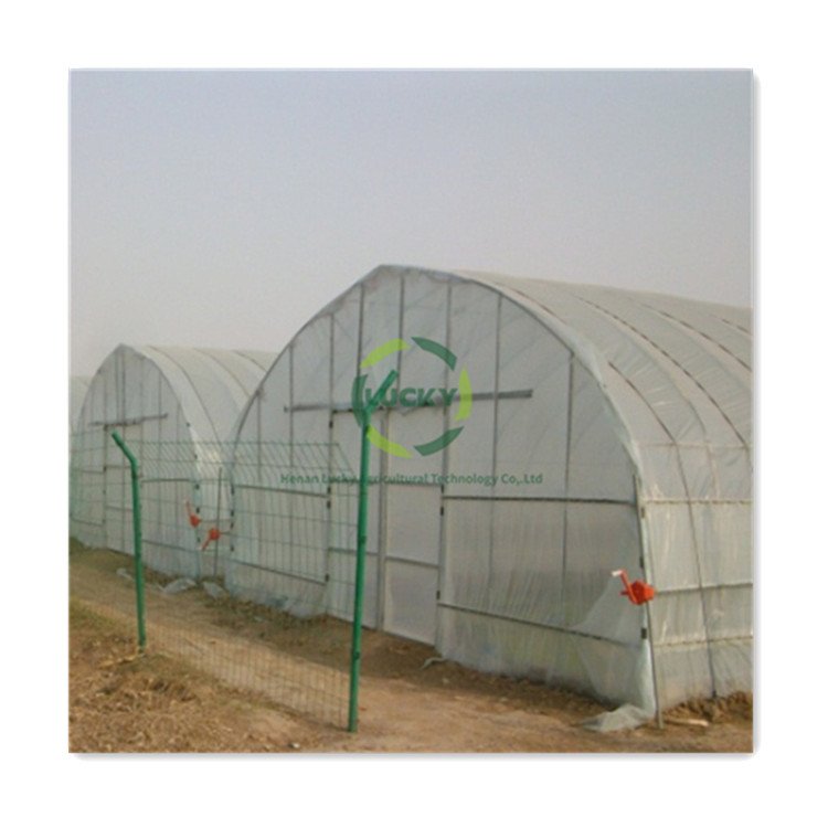 High Quality Large Size Tunnel Agricultural Greenhouse For Tomato Growing