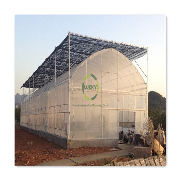 High Quality Large Size Tunnel Agricultural Greenhouse For Tomato Growing