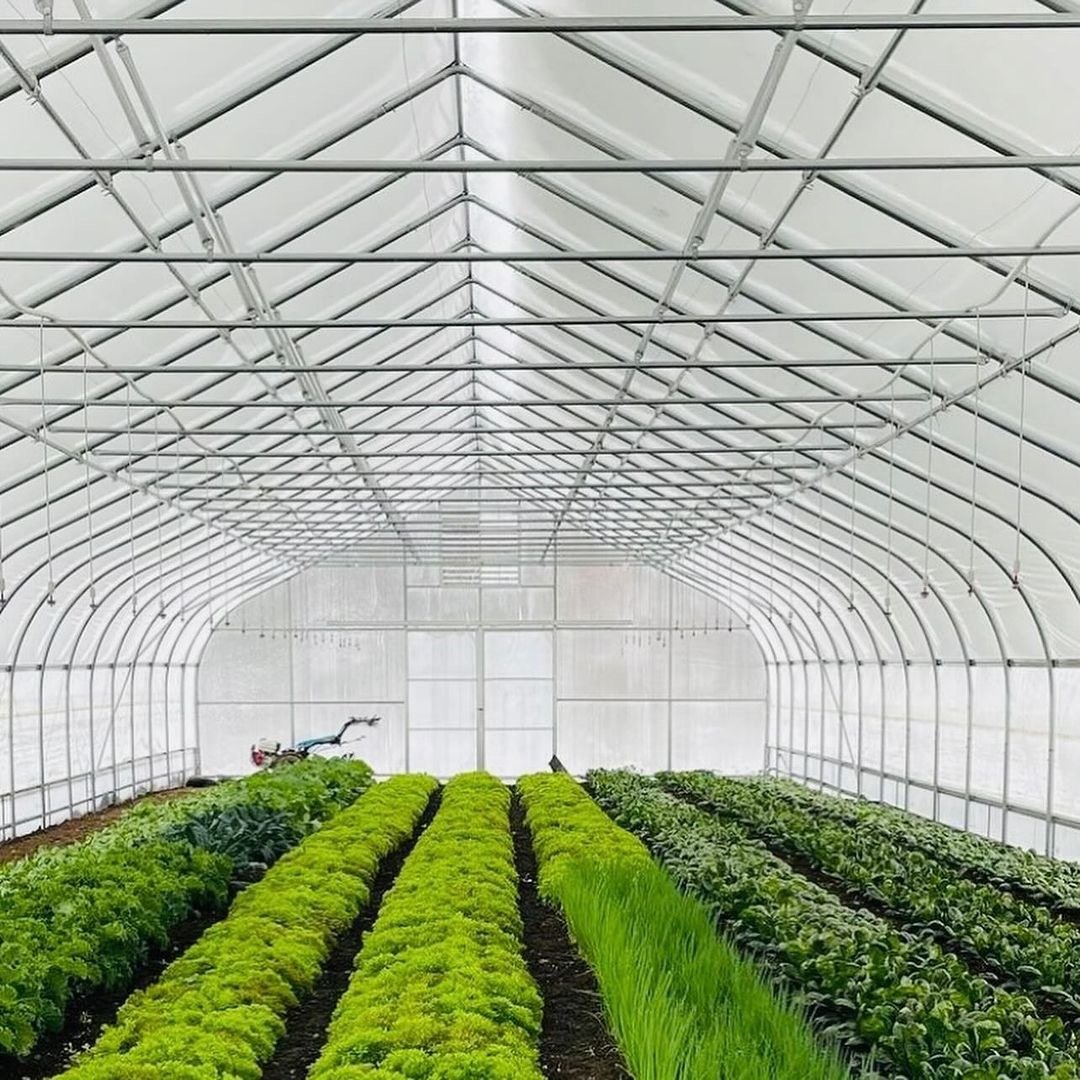 vegetable plantation A garden full of flowers greenhouse