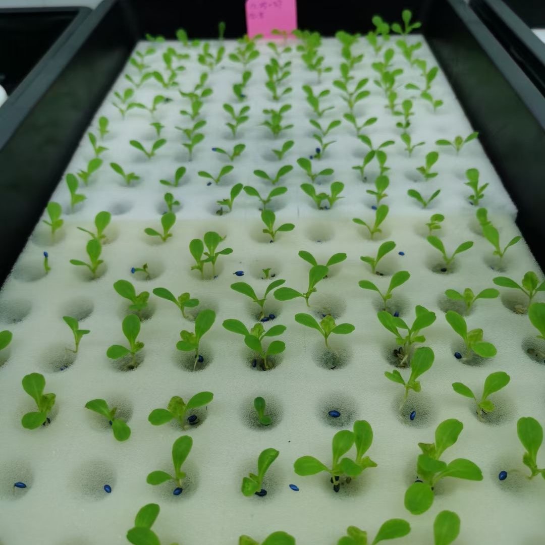 Strong hydrophilic and high germination rate Hydroponics sponge for greenhouse