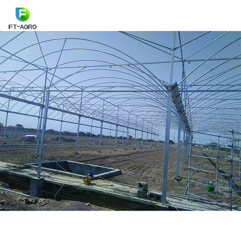 Stable structure multi span agricultural tomato greenhouse