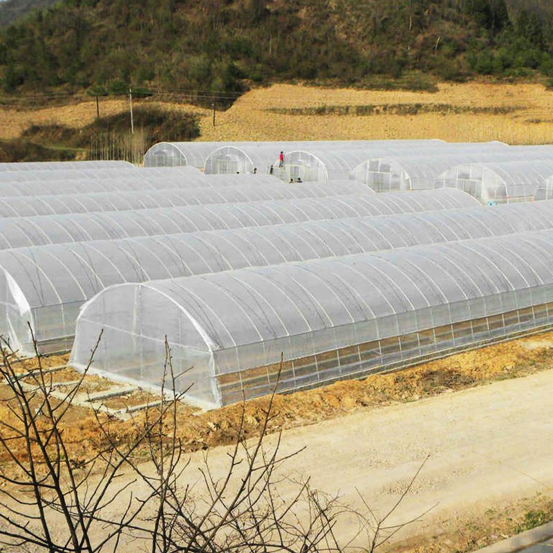 Metal Frame Tunnel Type Po Film Green House Single Span Agricultural Greenhouse For Tomatoes Planting