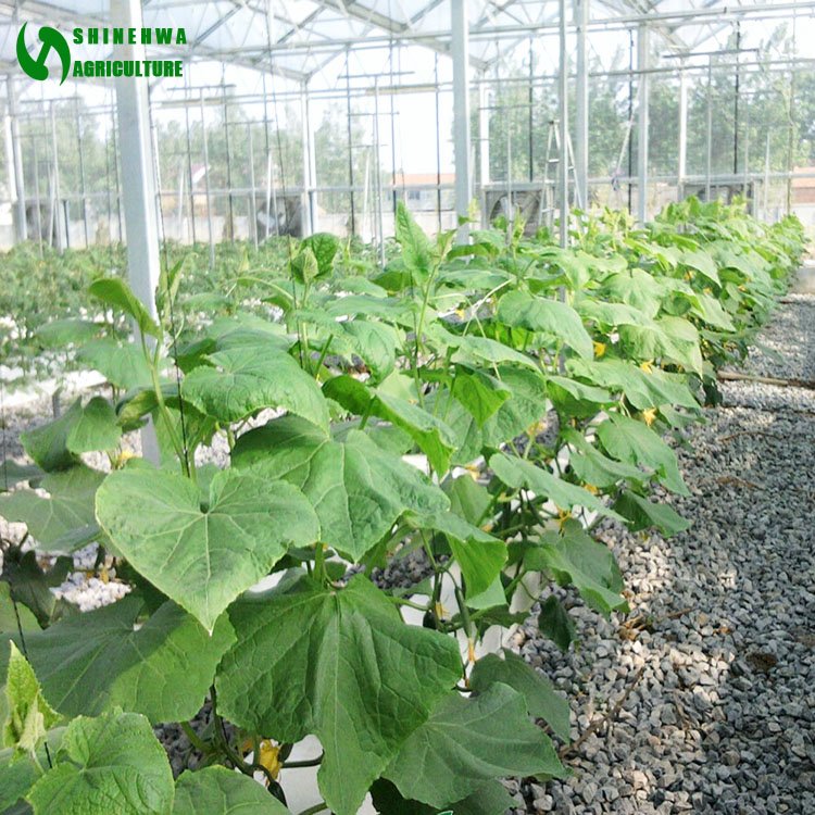 Coconut Coir Substrate Cultivation Hydroponics Growing System for Agricultural Greenhouses Tomatoes Cucumber Growing