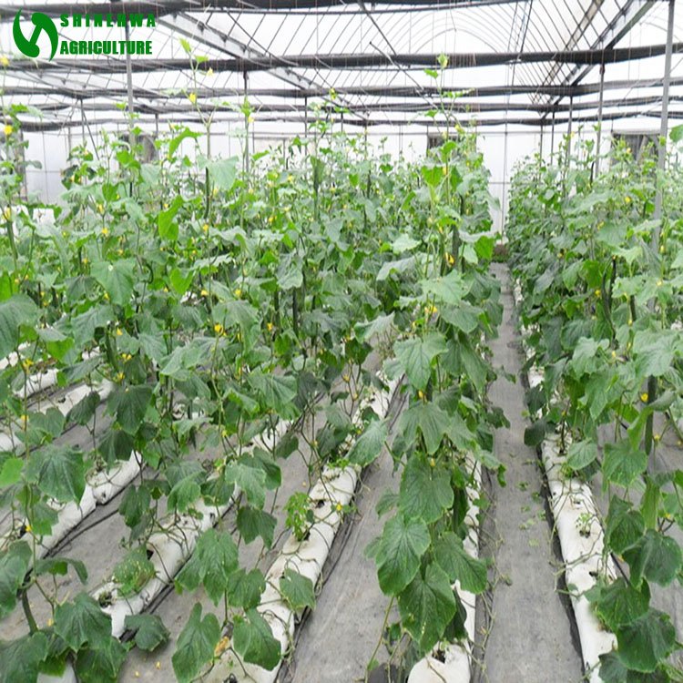 Coconut Coir Substrate Cultivation Hydroponics Growing System for Agricultural Greenhouses Tomatoes Cucumber Growing