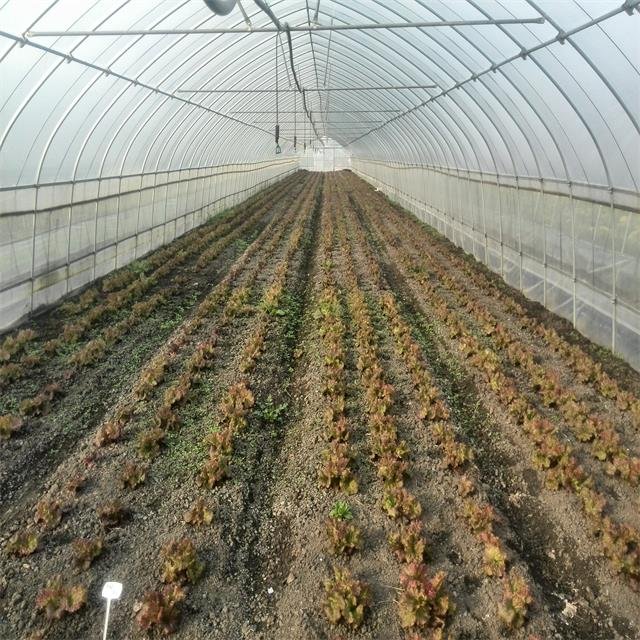 high quality multi layered Greenhouse film pe film for crop cultivation 10 meter width green house film
