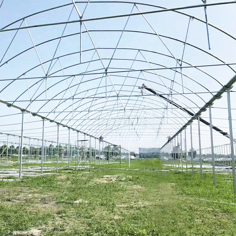 Stocked 8x30 Meter Agricultural Commercial Vegetable Plastic Film Tunnel Greenhouse For Tomato Rose Mushroom
