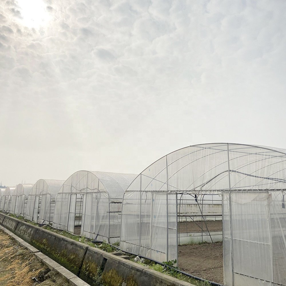 Stocked 8x30 Meter Agricultural Commercial Vegetable Plastic Film Tunnel Greenhouse For Tomato Rose Mushroom