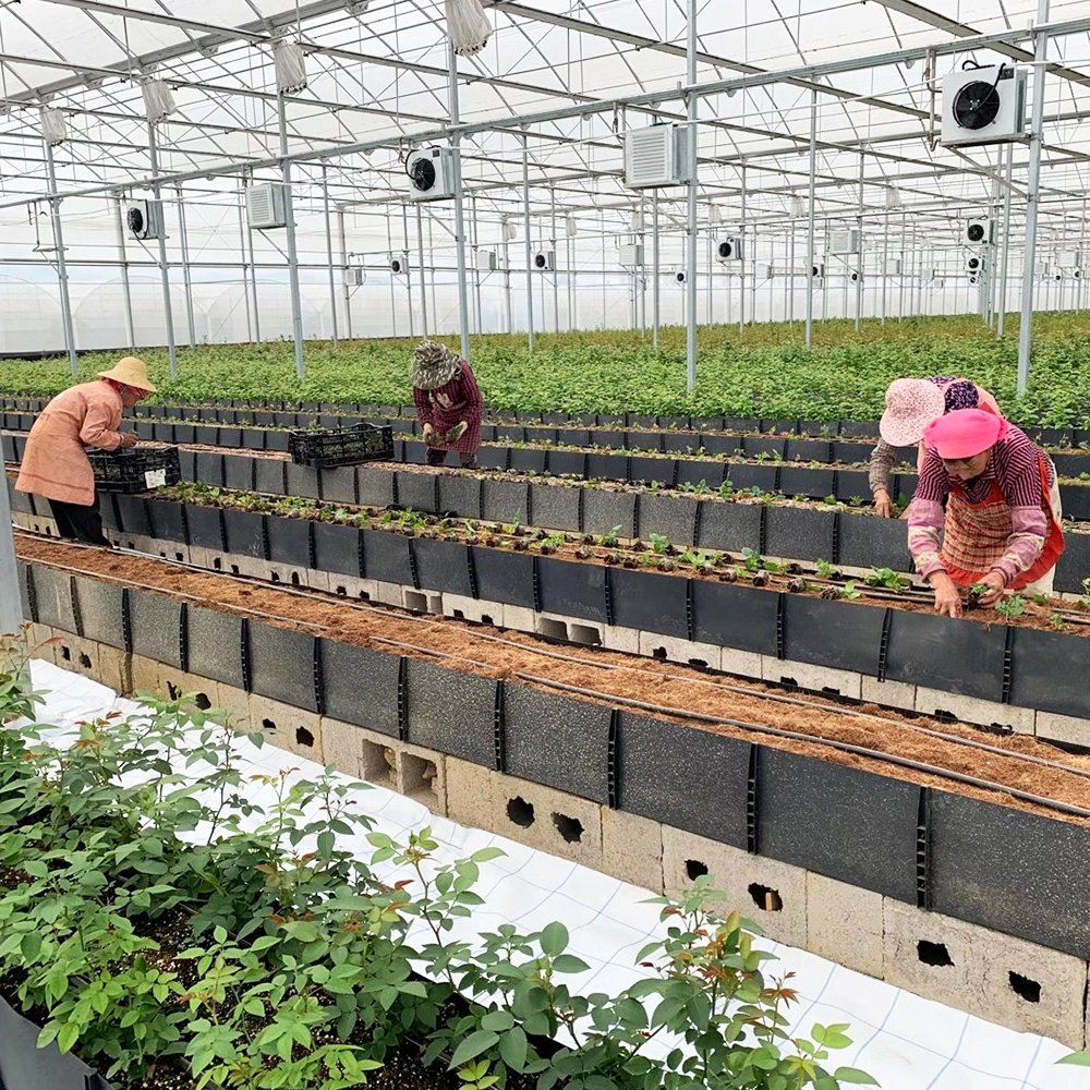 agricultural greenhouses hydroponic grow trough system kit