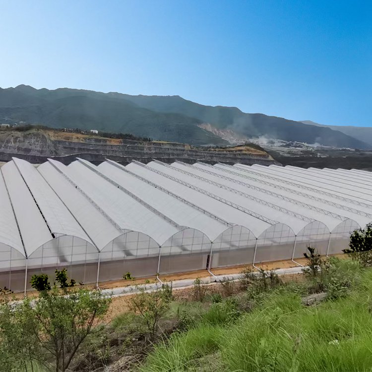 Large Plants Growing High Tunnel Multi Span Plastic Shed Film greenhouse Multi-span Greenhouses For Agriculture