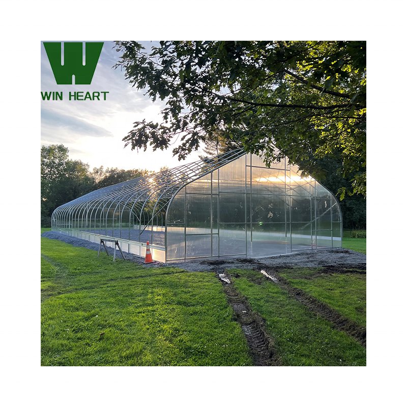Low cost tunnel green house structure agricultural greenhouse for tomato