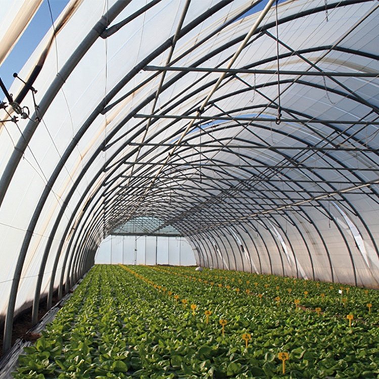 South Africa Greenhouse Agriculture Greenhouse Tunnel Greenhouse