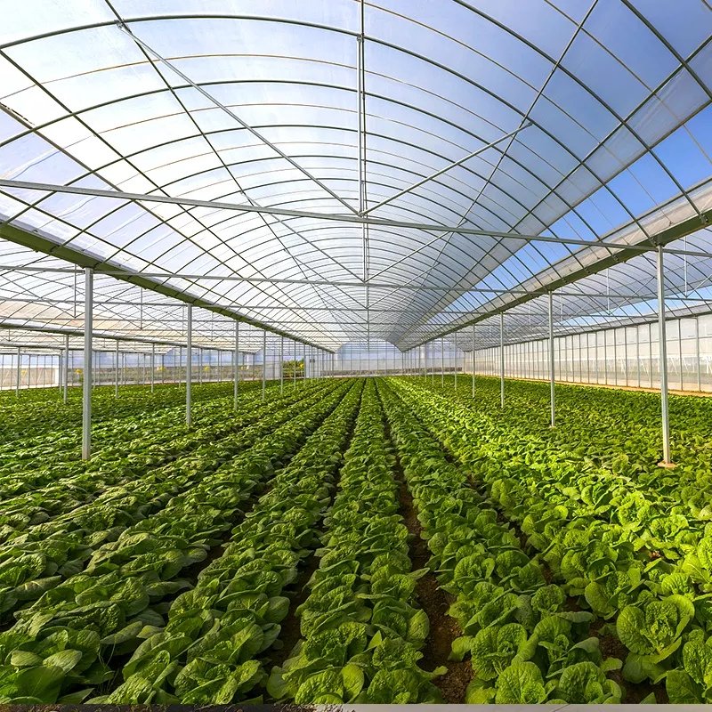 Multispan Tunnel Greenhouse for strawberry grape raspberry Agricultural Green houses