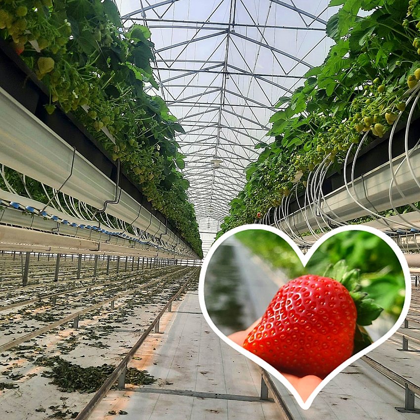 China Hot Sale Multi Span Agricultural Hydroponic Po Film Greenhouse With Hot Dip Galvanized Steel Frame