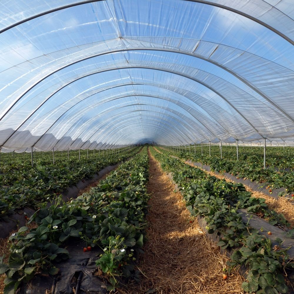 China Factory 24m Wide 20-200 Micron Black & White Silage Panda Film Agricultural Greenhouse