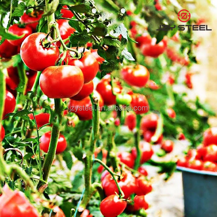 2022 multi-span green house structure agricultural greenhouse