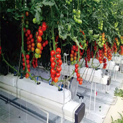 High Quality Low Cost Substrate Hydroponic For Planting Eggplant/tomato