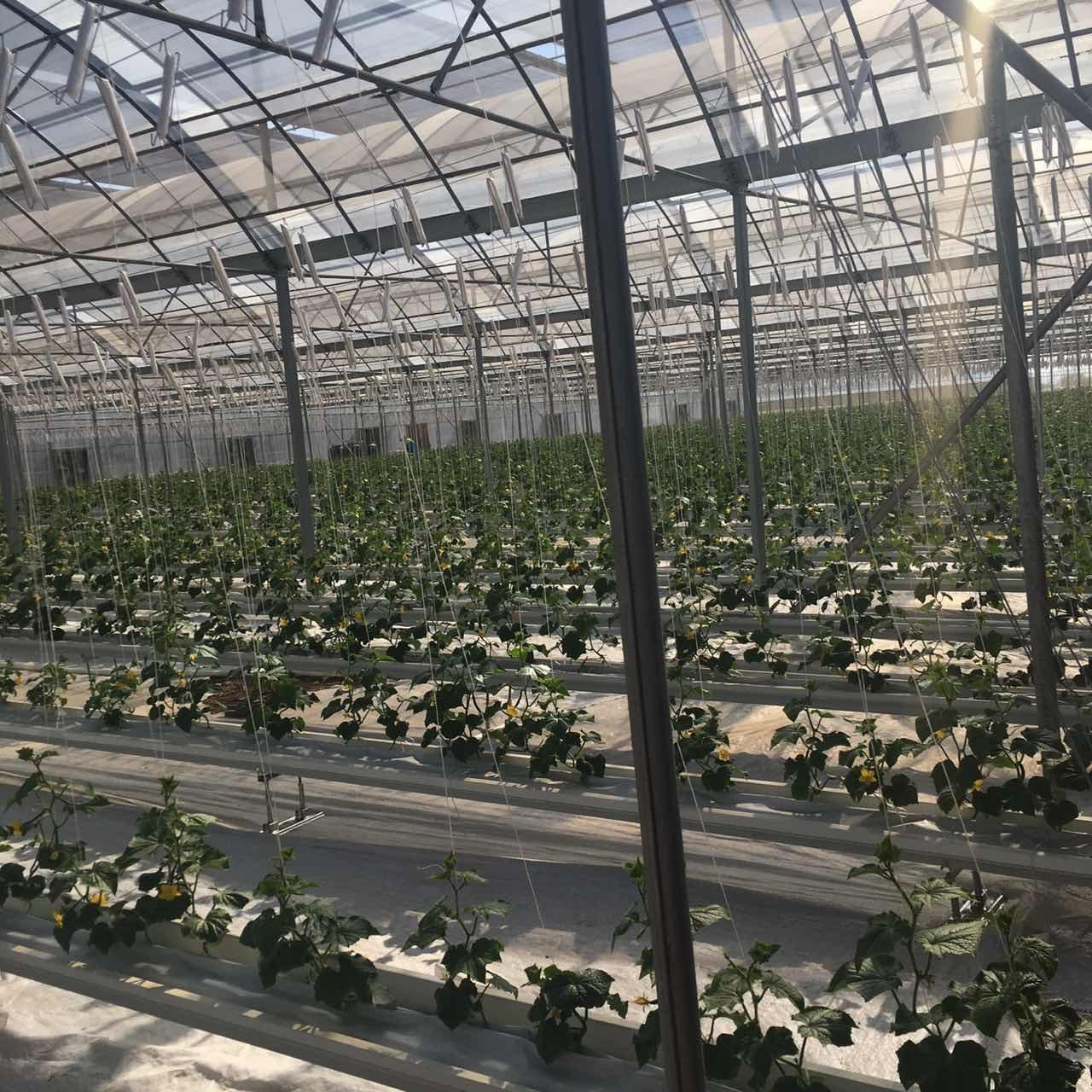 High Quality Low Cost Substrate Hydroponic For Planting Eggplant/tomato