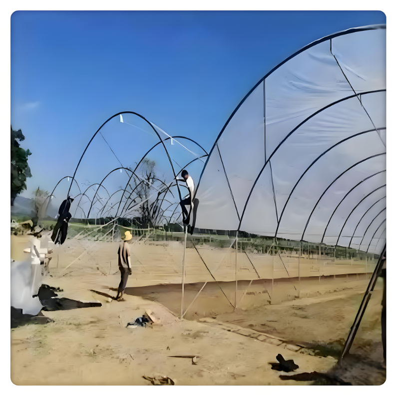 Hot Selling Large Scale Greenhouses Vegetable Planting Steel Galvanized Steel Frame Film Agriculture Rain Shelter greenhouse