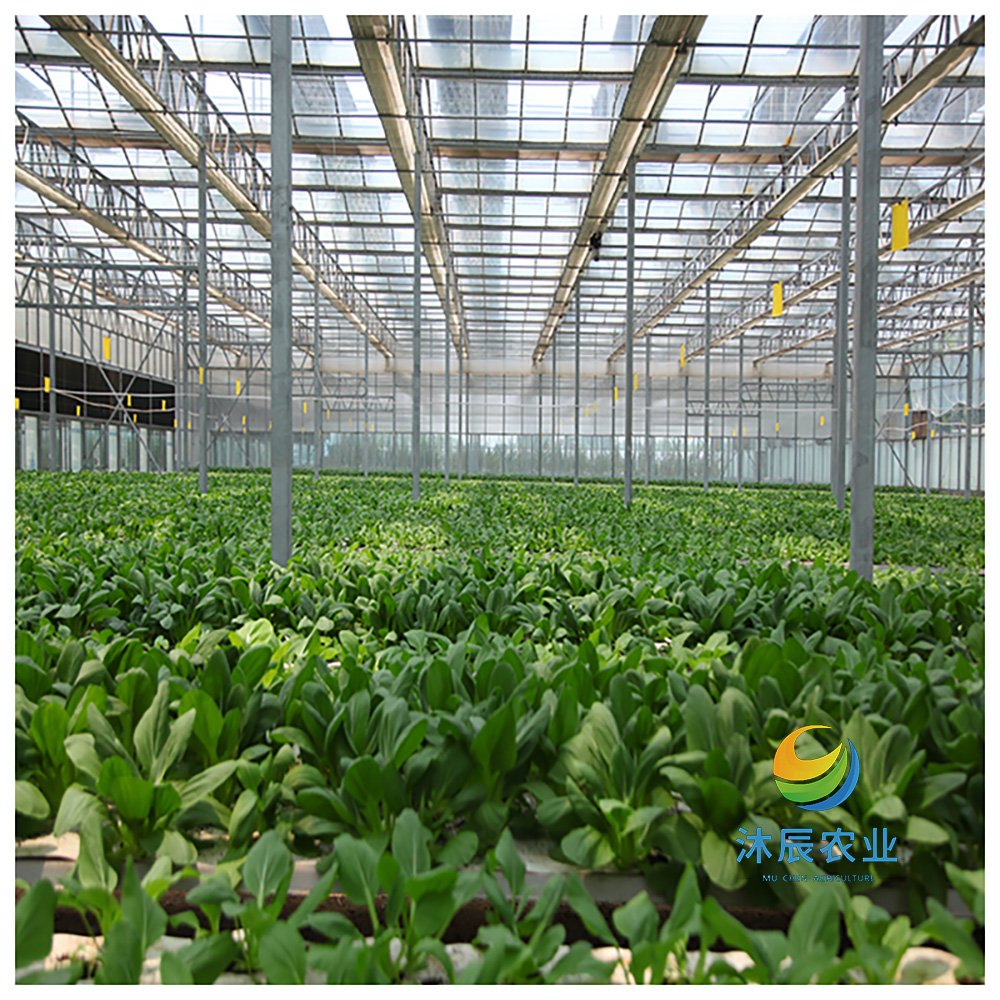 Multifunction Multi-span Venlo Glass Greenhouse For Flowers