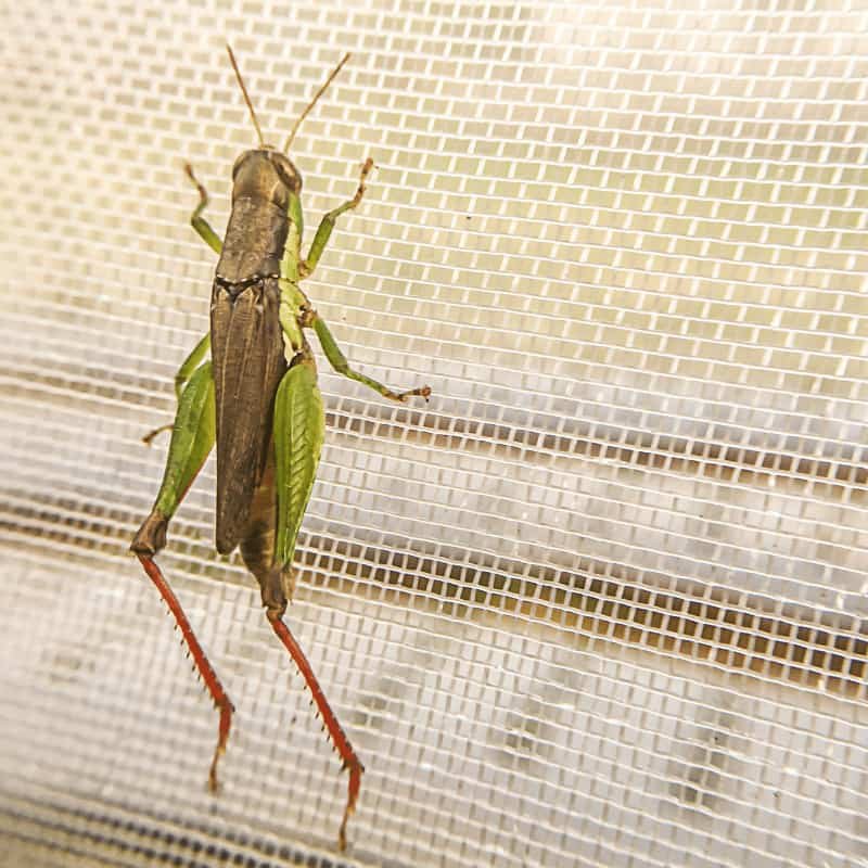 50 Mesh Insect Nettinguv anti insect net greenhouse 50 m for greenhouse