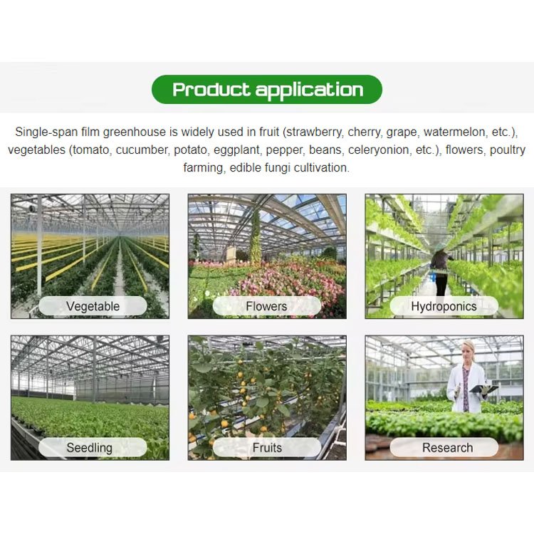 Low tunnel greenhouse vegetable green house serre agricole agricultural greenhouse for planting lettuce salad leafy greens