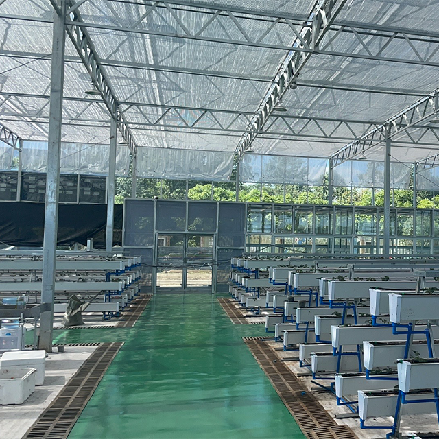 Agricultural Galvanized Frame Structure serre agricole Multi-span Poly Tunnel Strawberry Greenhouse For Sale