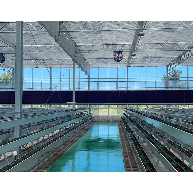 Agricultural Galvanized Frame Structure serre agricole Multi-span Poly Tunnel Strawberry Greenhouse For Sale